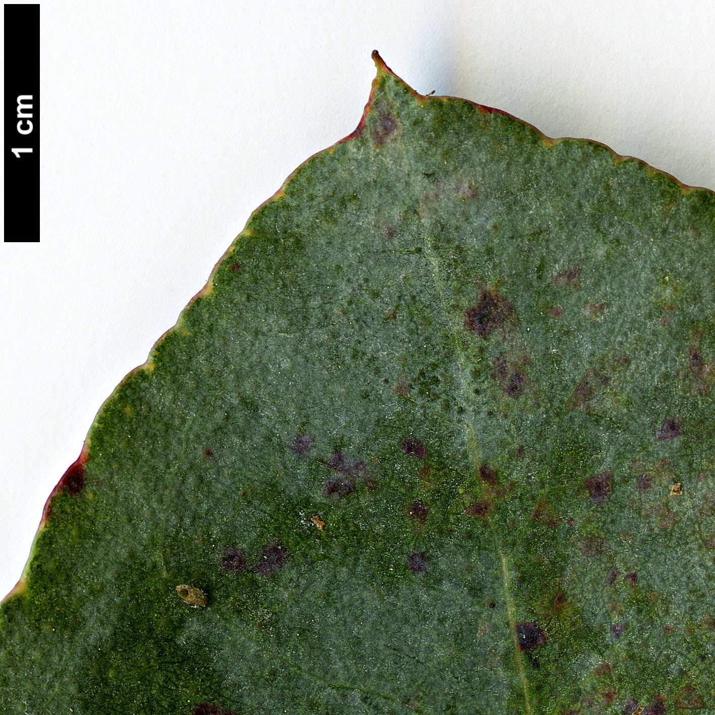 High resolution image: Family: Myrtaceae - Genus: Eucalyptus - Taxon: cordata - SpeciesSub: subsp. cordata